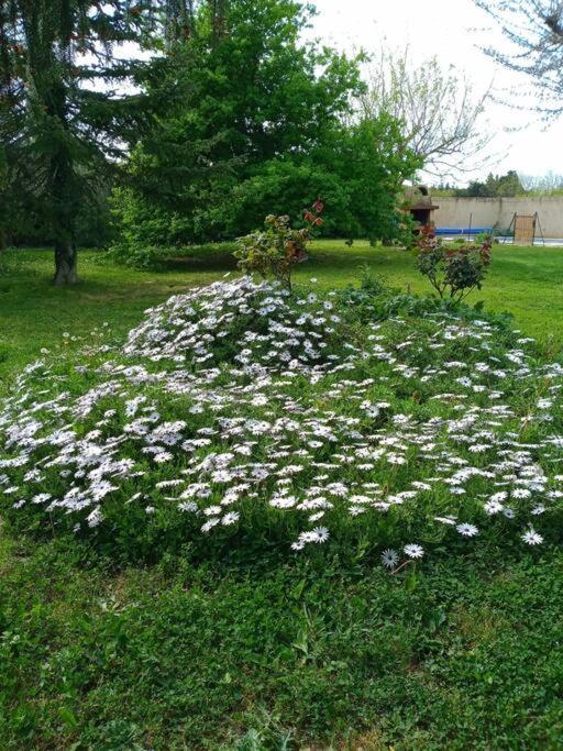 Сasa de vacaciones Avec Piscine Dans Un Avre De Verdure Caderousse