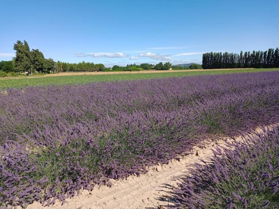 Avec Piscine Dans Un Avre De Verdure Caderousse